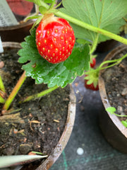 Garten-Erdbeere 'Senga Sengana'