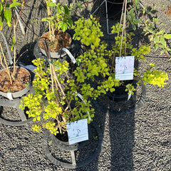 Gelber Perückenstrauch 'Golden Spirit'