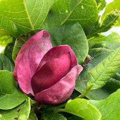 Magnolie 'Genie'
