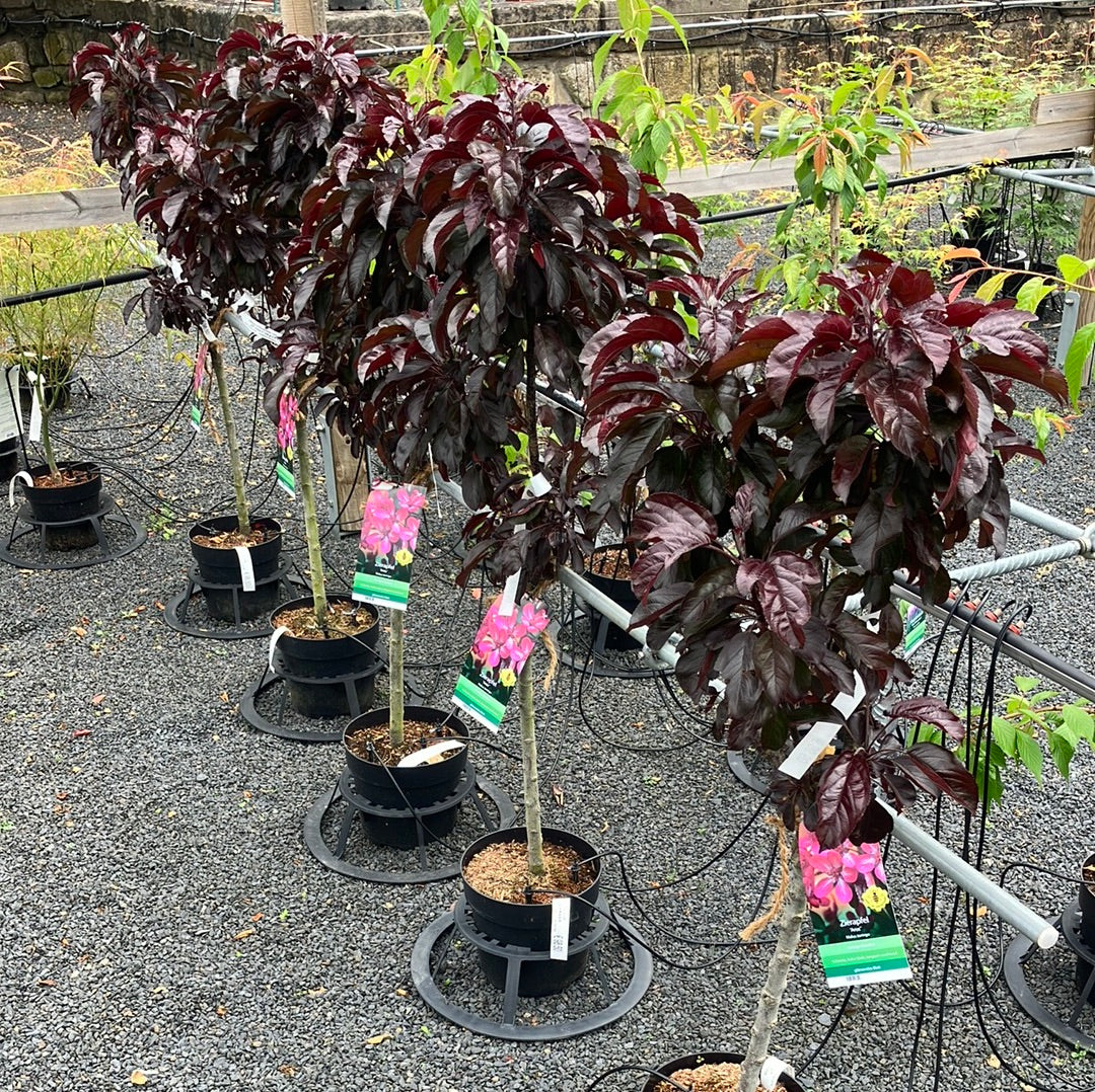 Zierapfel 'Aros'