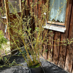 Gelbholz Hartriegel 'Buds yellow'