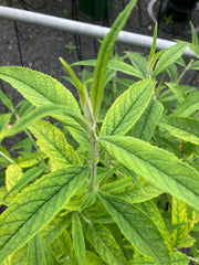 Sommerflieder 'White Profusion'