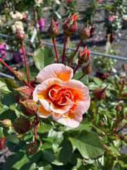 Strauchrose 'Arabia®'
