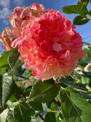 Edelrose Rosa 'Augusta Luise®' Hochstamm