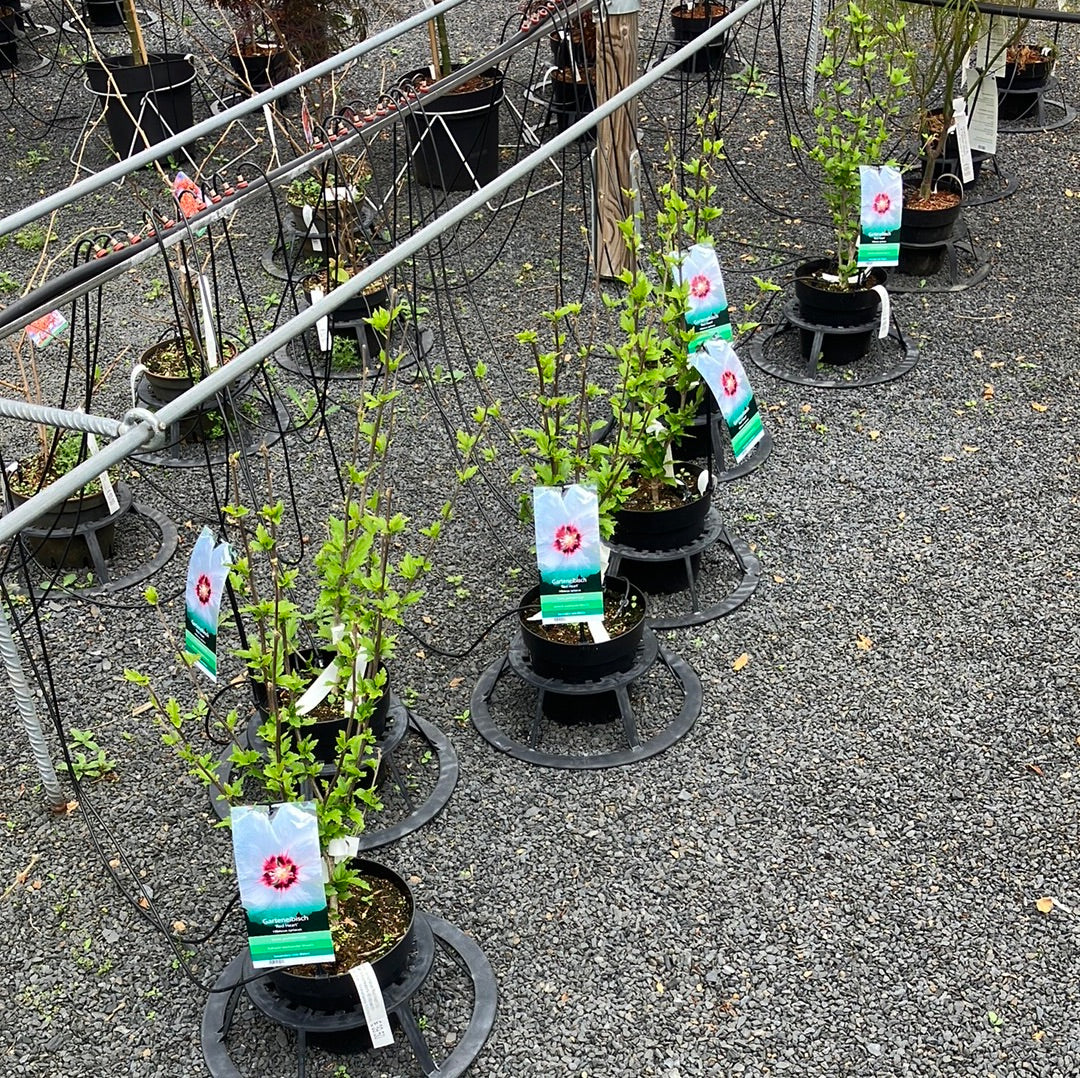 Garteneibisch 'Red Heart'
