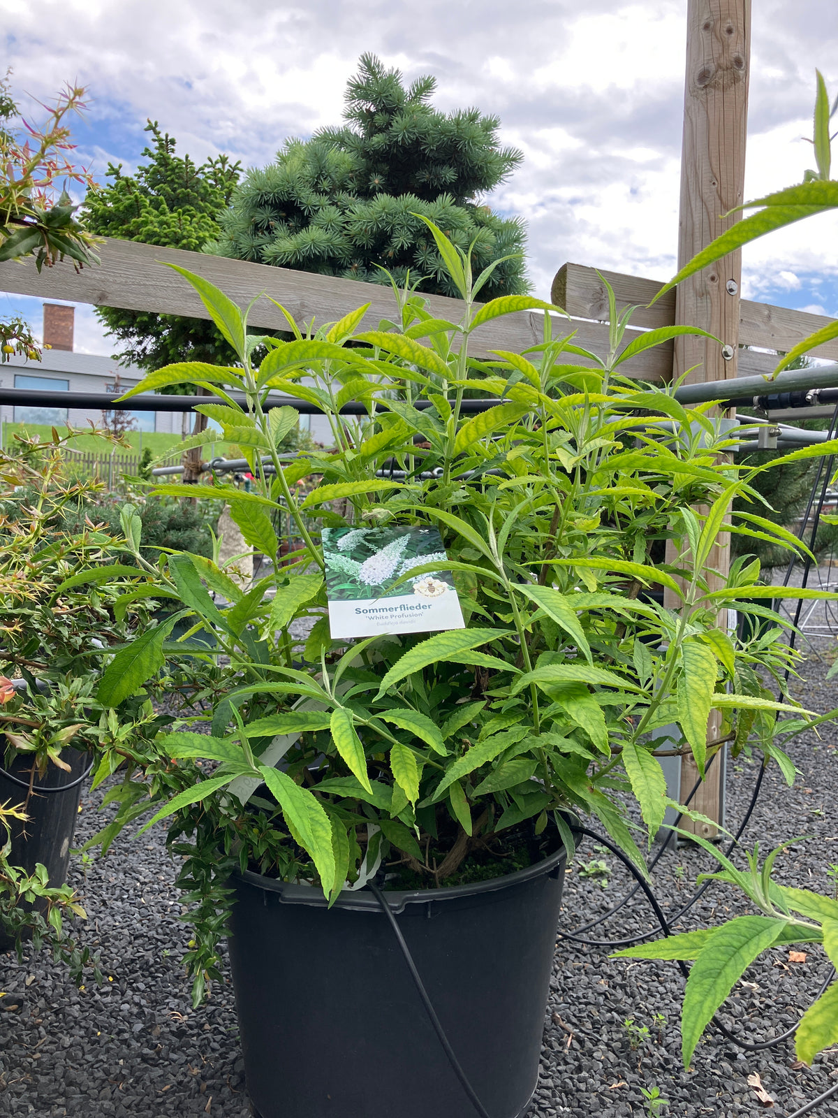Sommerflieder 'White Profusion'