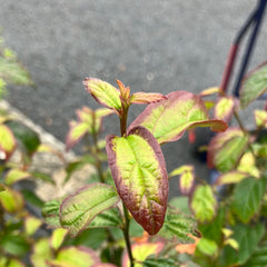 Eisenholzbaum