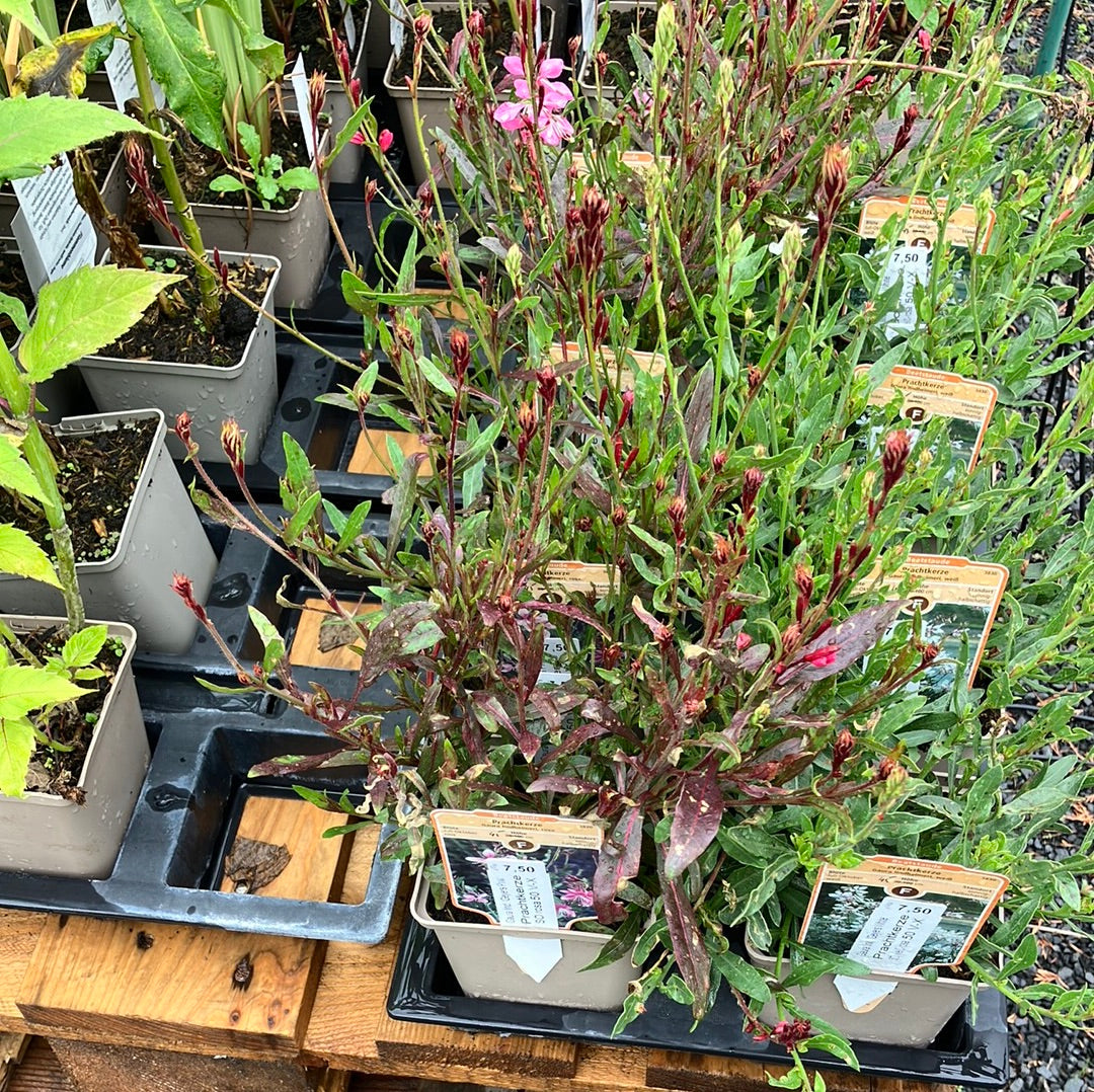 Prachtkerze 'Geyser Pink'