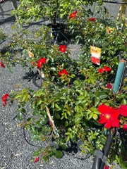 Kleinstrauchrose 'Alexander von Humboldt'