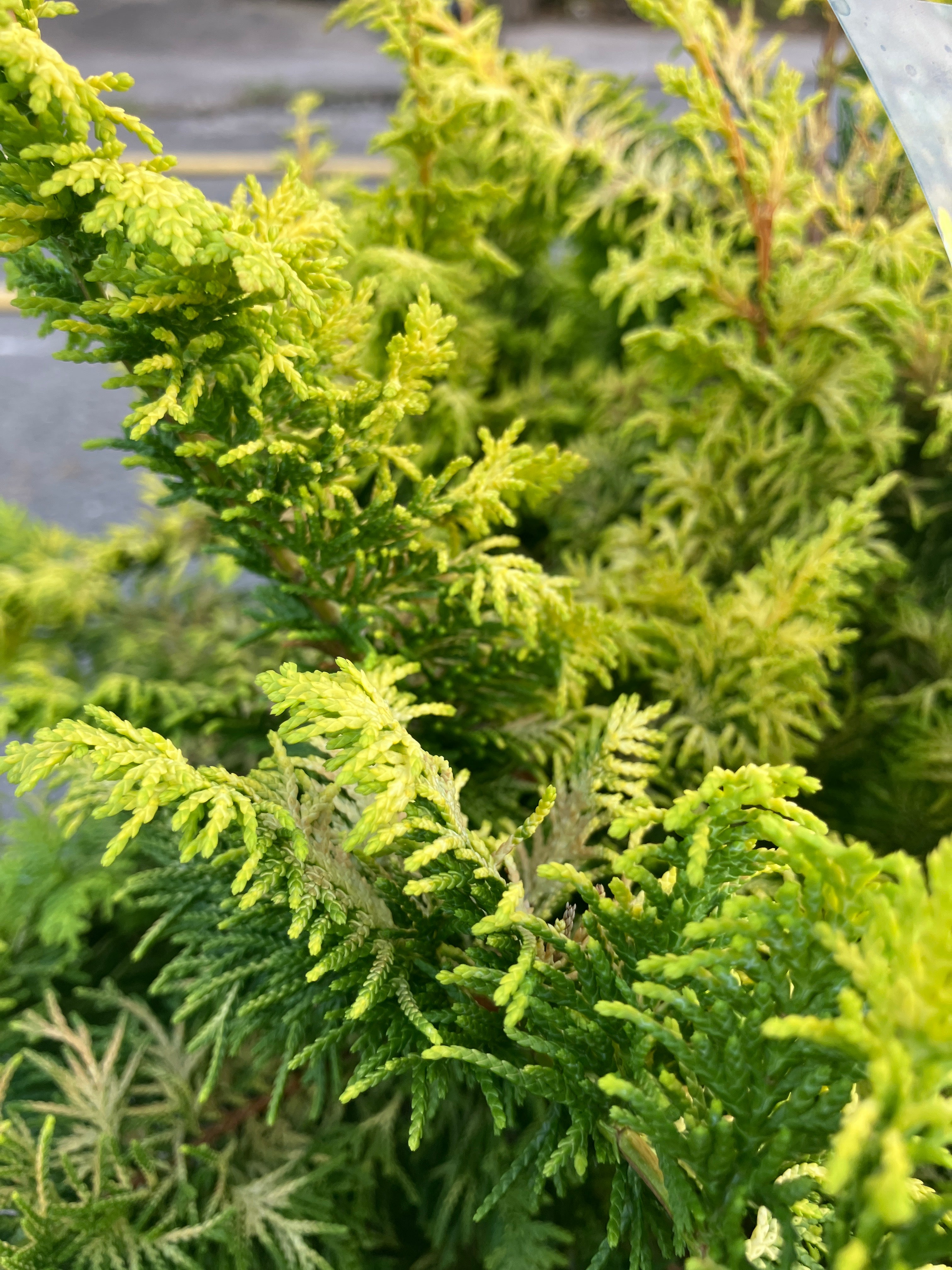 Hinoki-Zypresse 'Fernspray Gold'