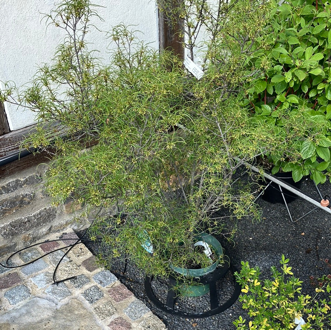 Farnblättriger Faulbaum 'Asplenifolia' mittel