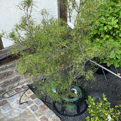 Farnblättriger Faulbaum 'Asplenifolia' mittel