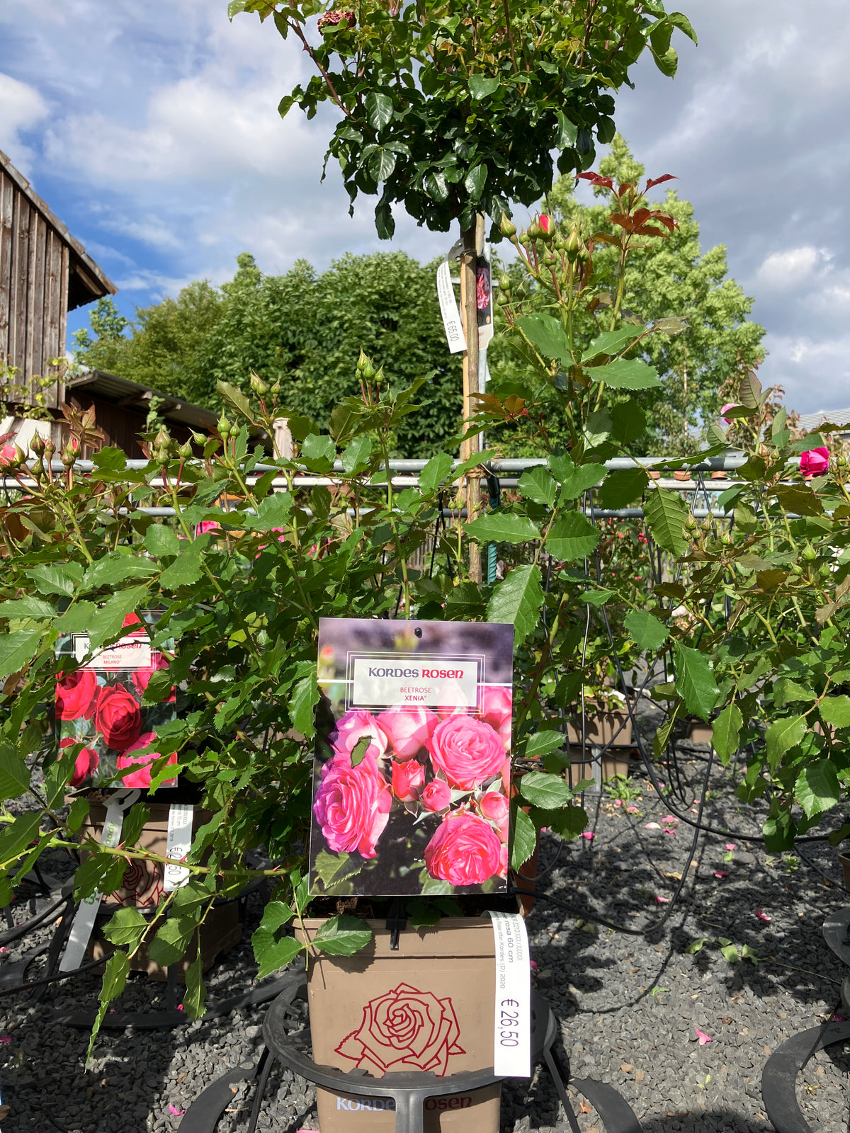 Beetrose 'Xenia'
