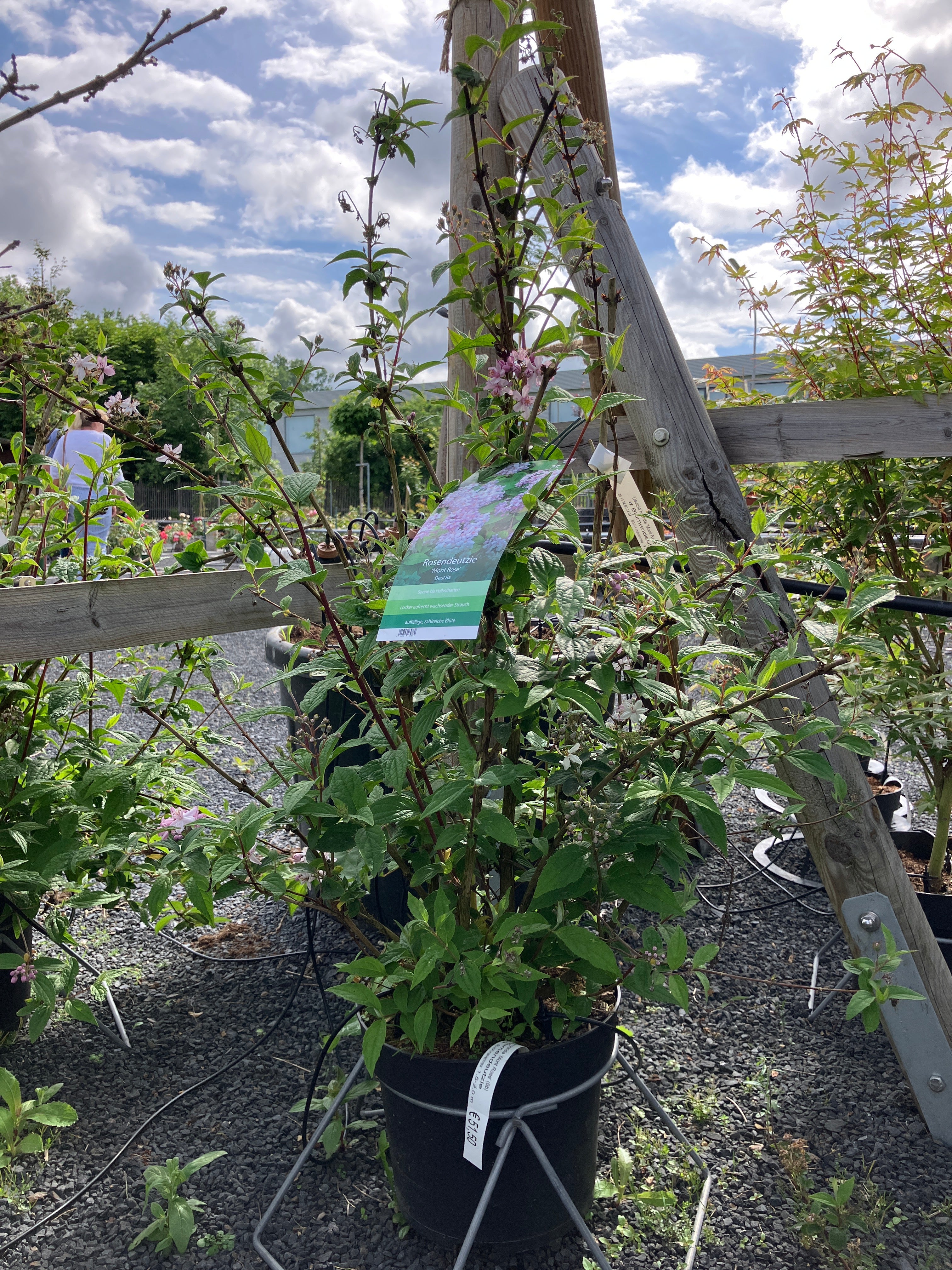 Blumendeutzie 'Mont Rose'