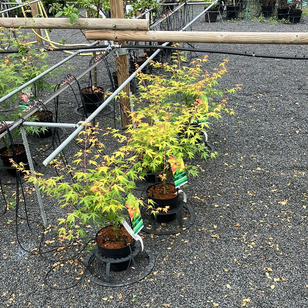 Japanischer Fächer-Ahorn 'Katsura'