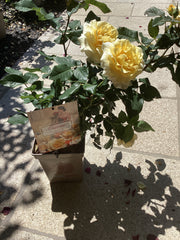 Edelrose 'Sunny Sky`Eleganza