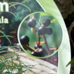 Farnblättriger Faulbaum 'Asplenifolia' mittel
