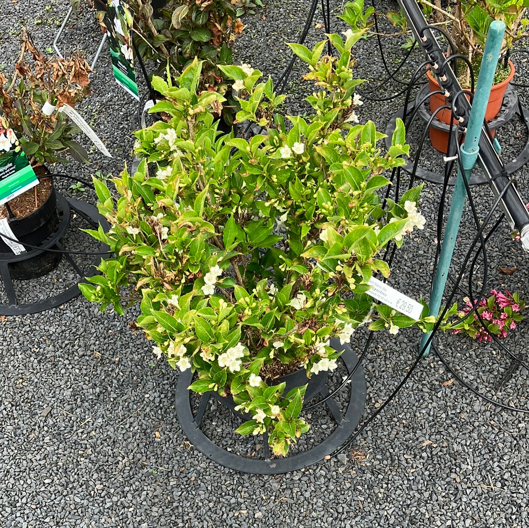 Weigelie 'Picabella Bianco'