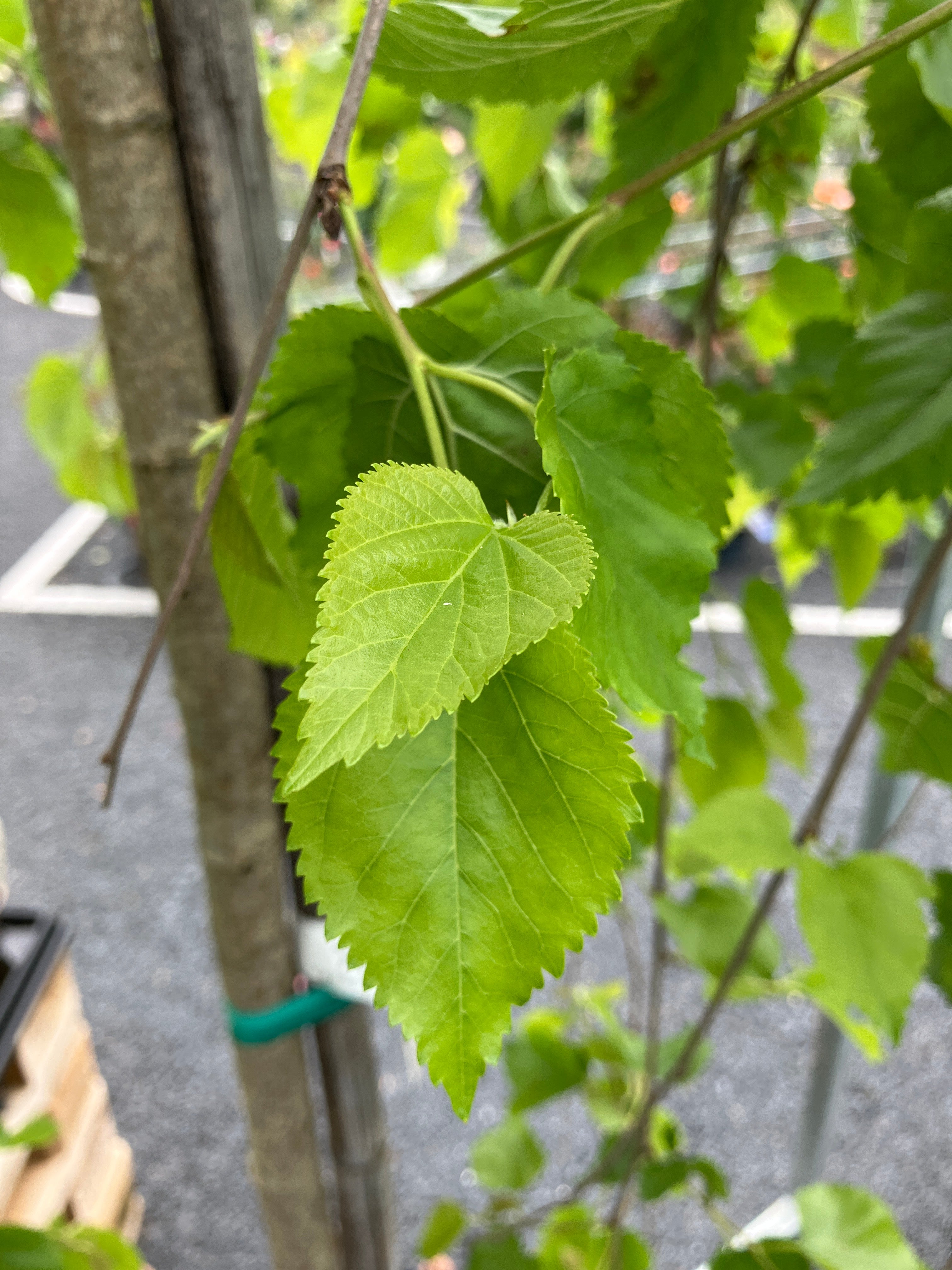 Hänge-Maulbeerbaum 'Pendula'