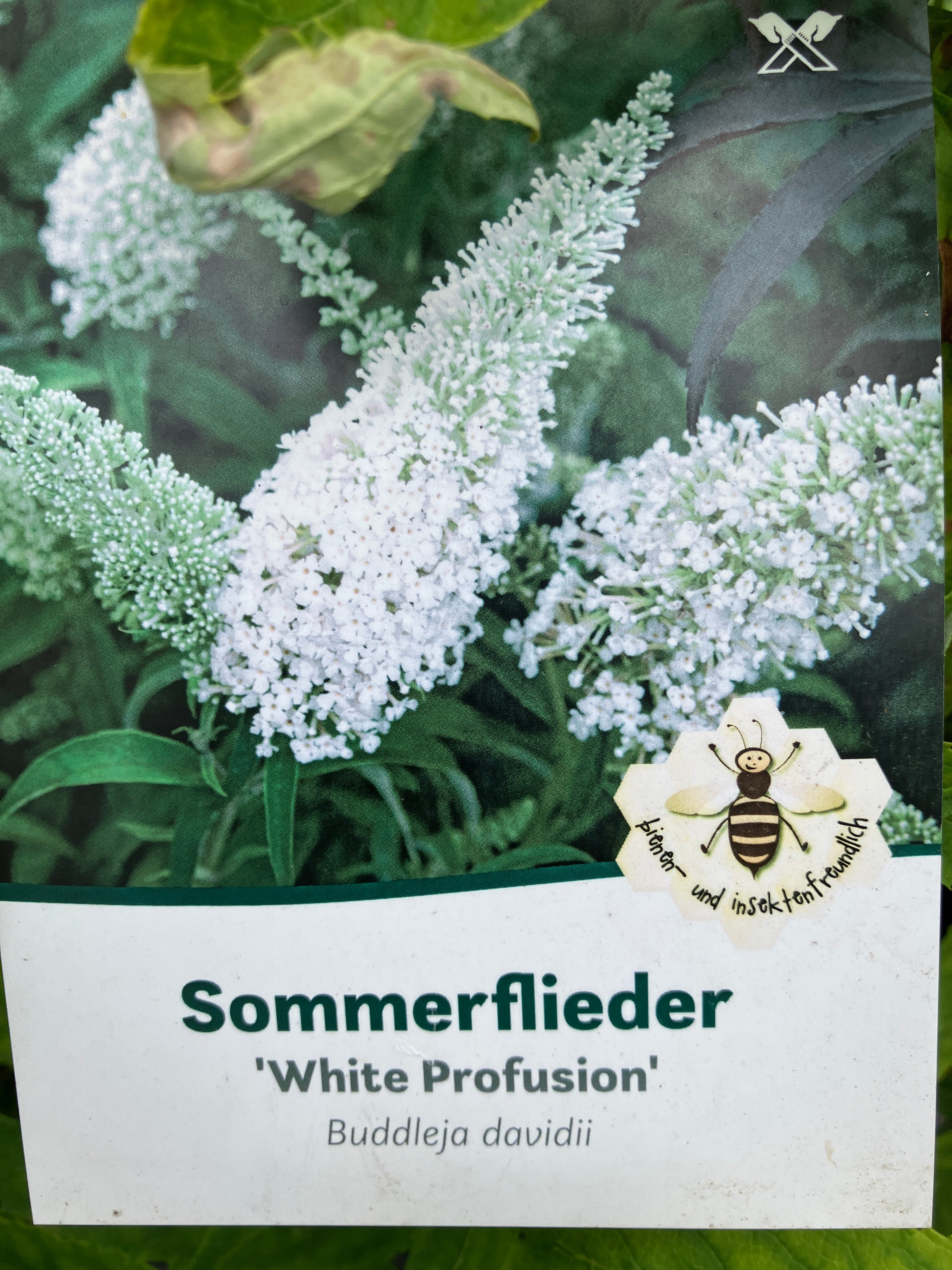 Sommerflieder 'White Profusion'