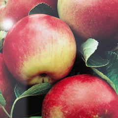 Winterapfel 'Idared'