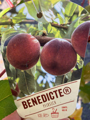 Pfirsich 'Benedicte'