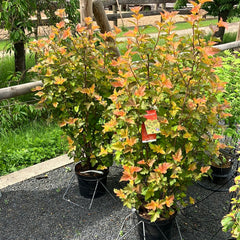 Blasenspiere 'Amber Jubilee'