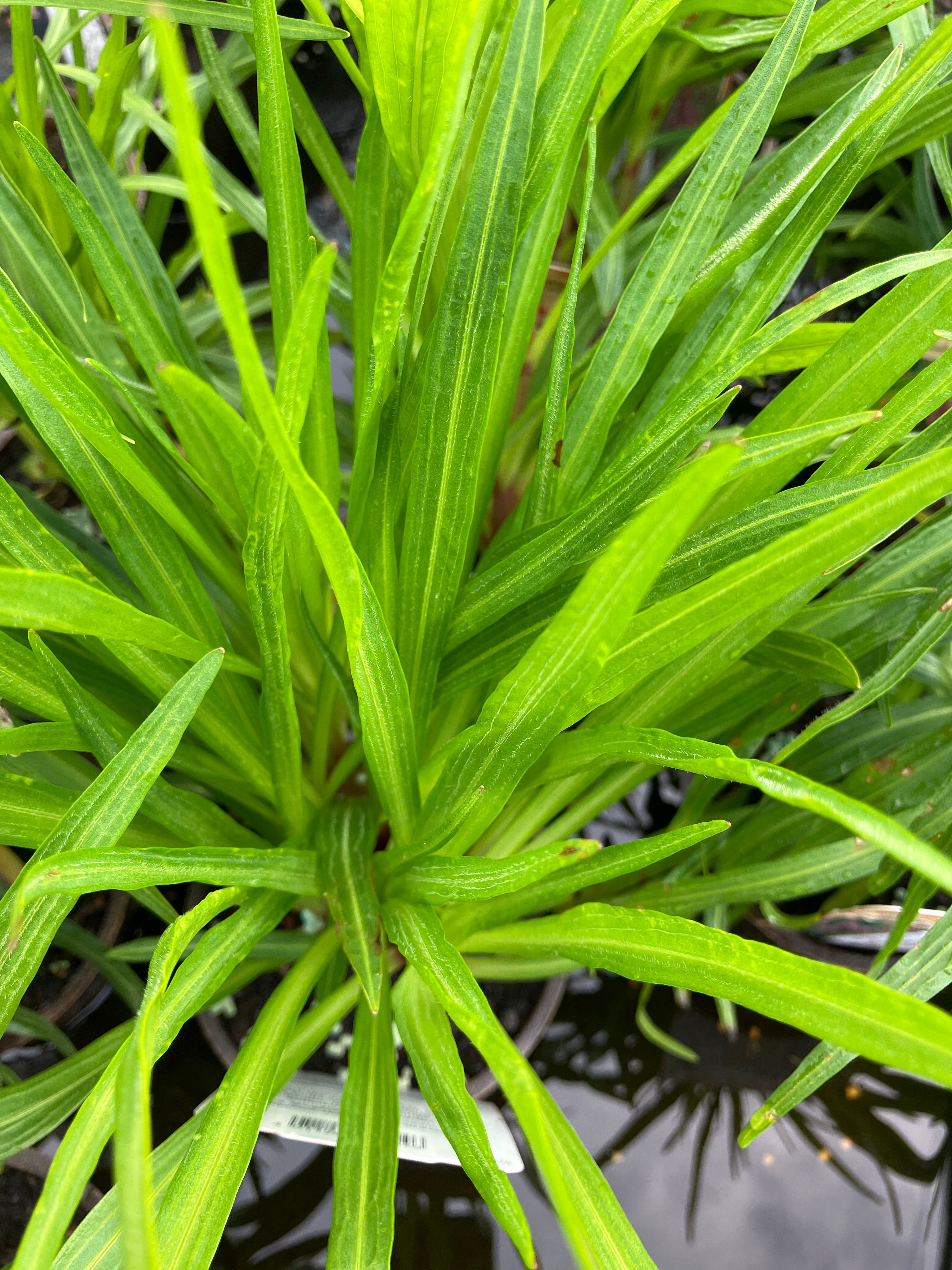 Prachtscharte 'Floristan Violett'