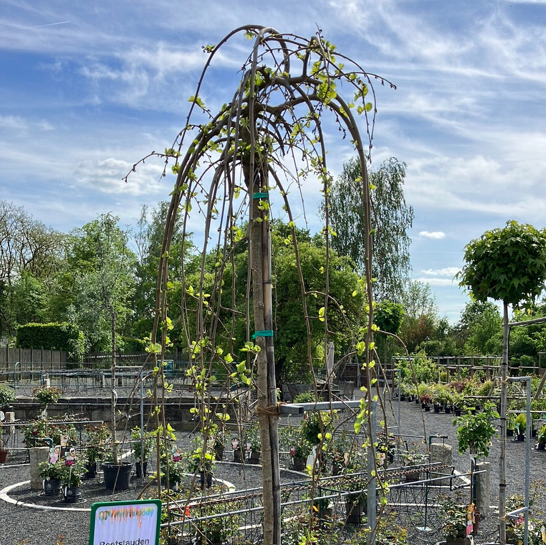 Hänge-Maulbeerbaum 'Pendula'
