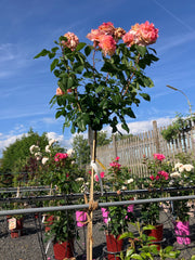 Edelrose Rosa 'Augusta Luise®' Hochstamm