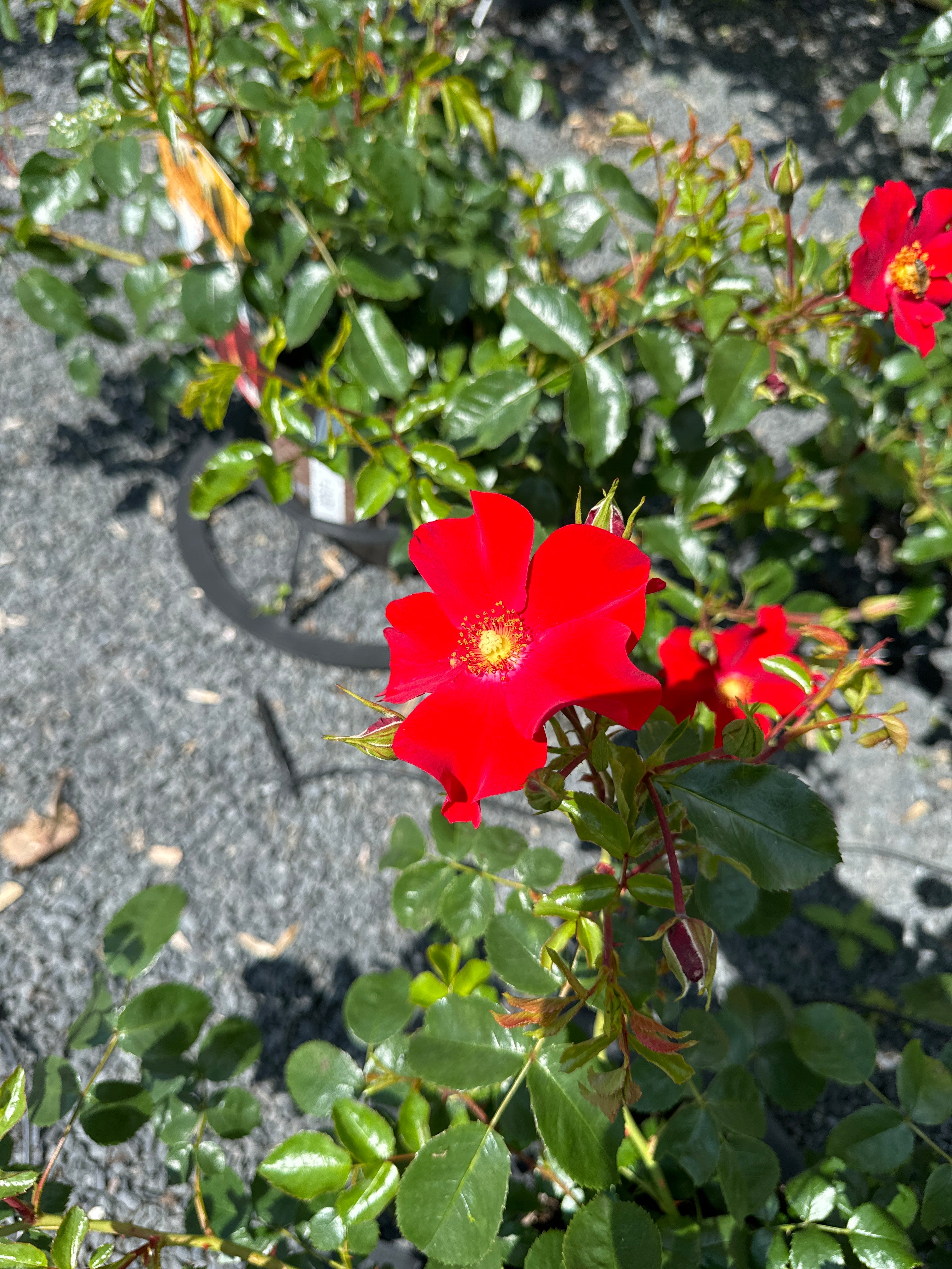 Kleinstrauchrose 'Alexander von Humboldt'