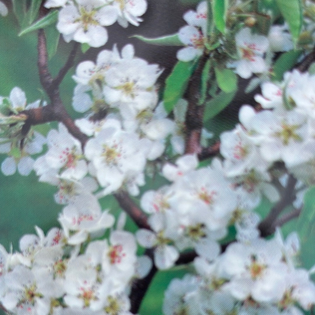Birne 'Gute Luise'