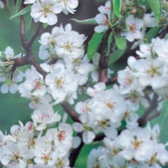 Birne 'Gute Luise'
