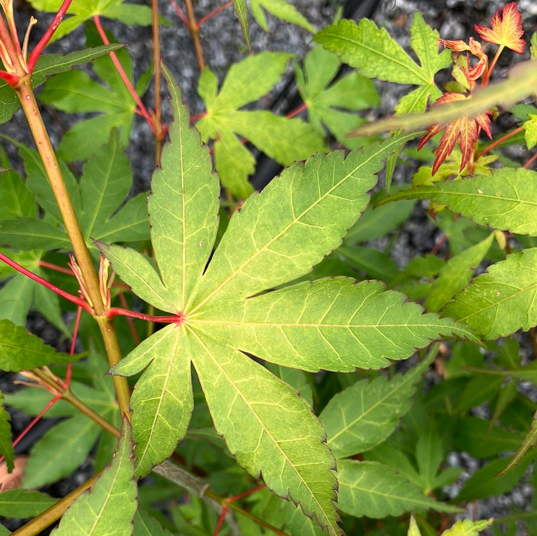 Japanischer Fächer-Ahorn 'Katsura'