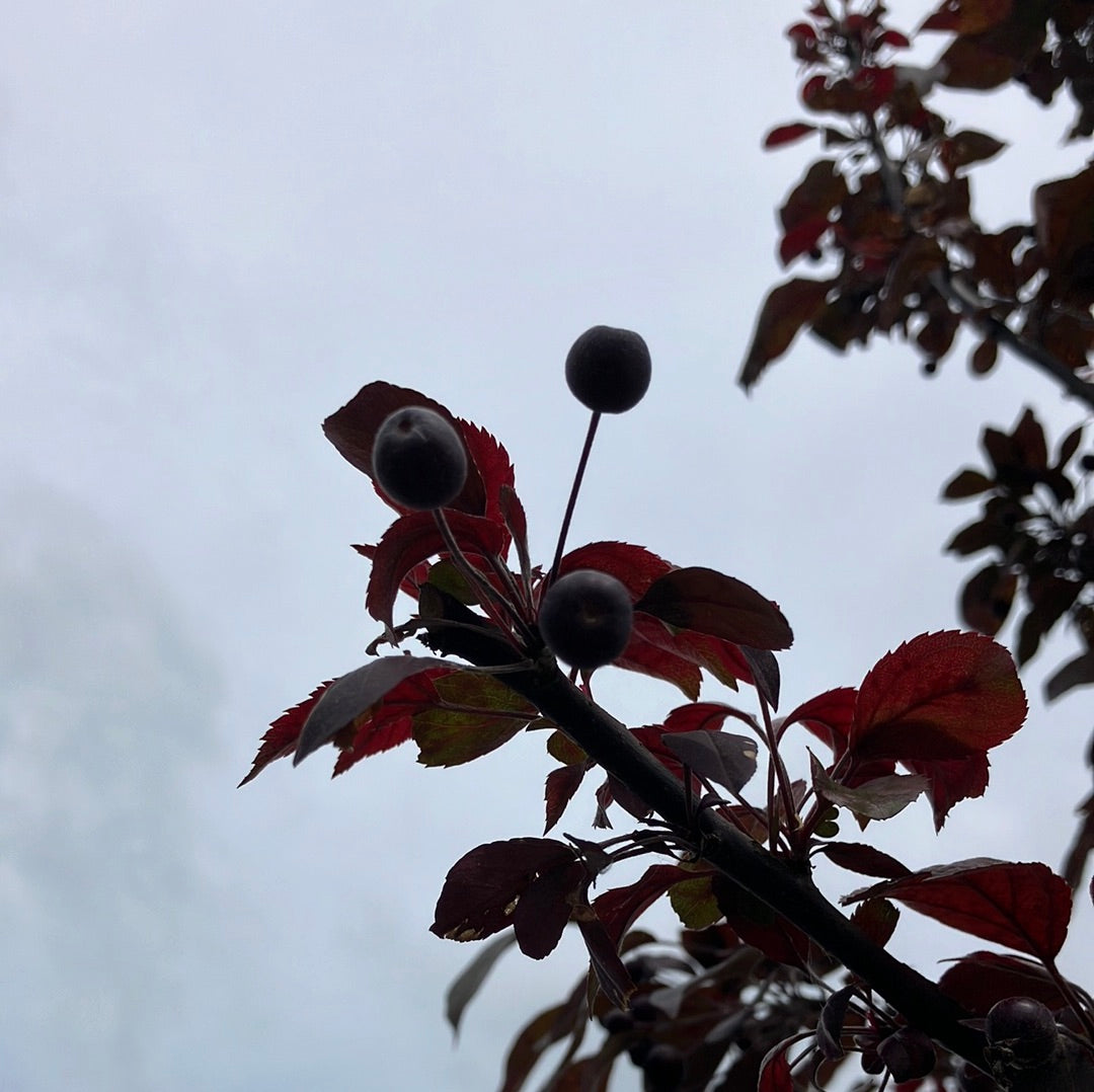 Zierapfel 'Coccinella' Hochstamm