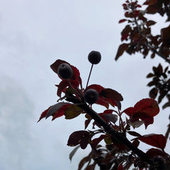 Zierapfel 'Coccinella' Hochstamm
