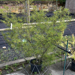 Farnblättriger Faulbaum 'Asplenifolia' (3) EA