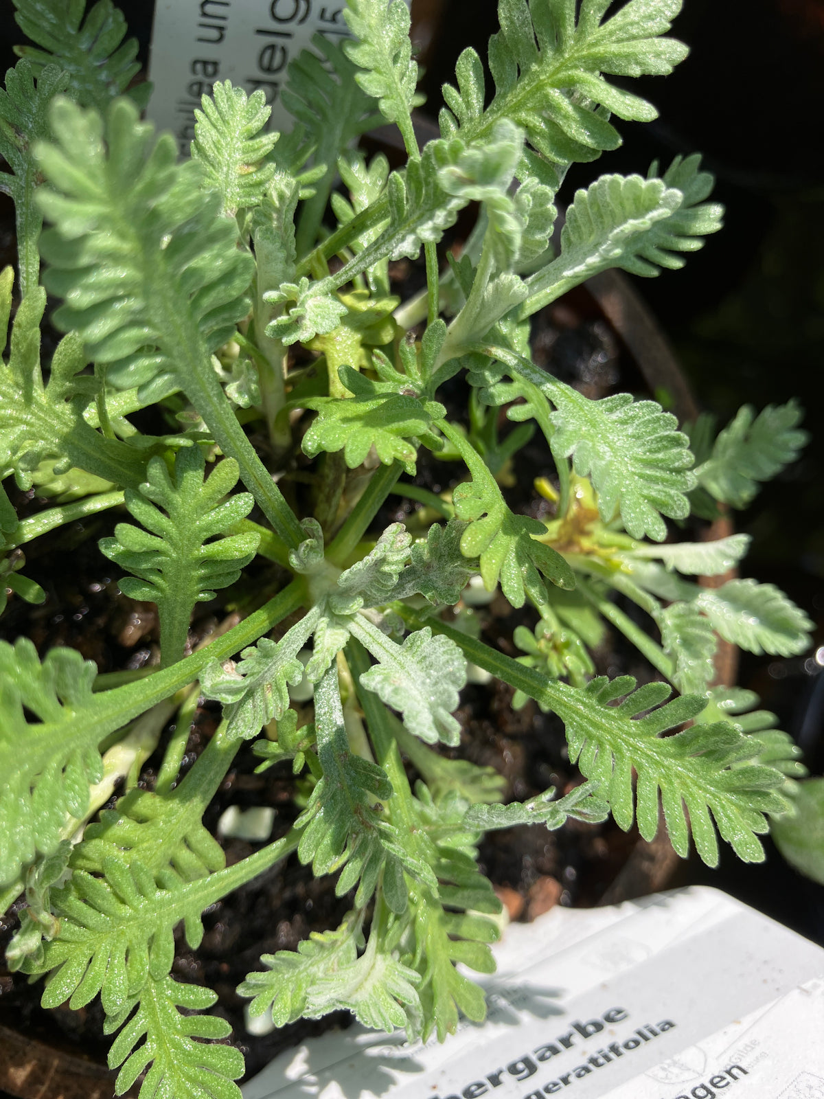 Silbergarbe