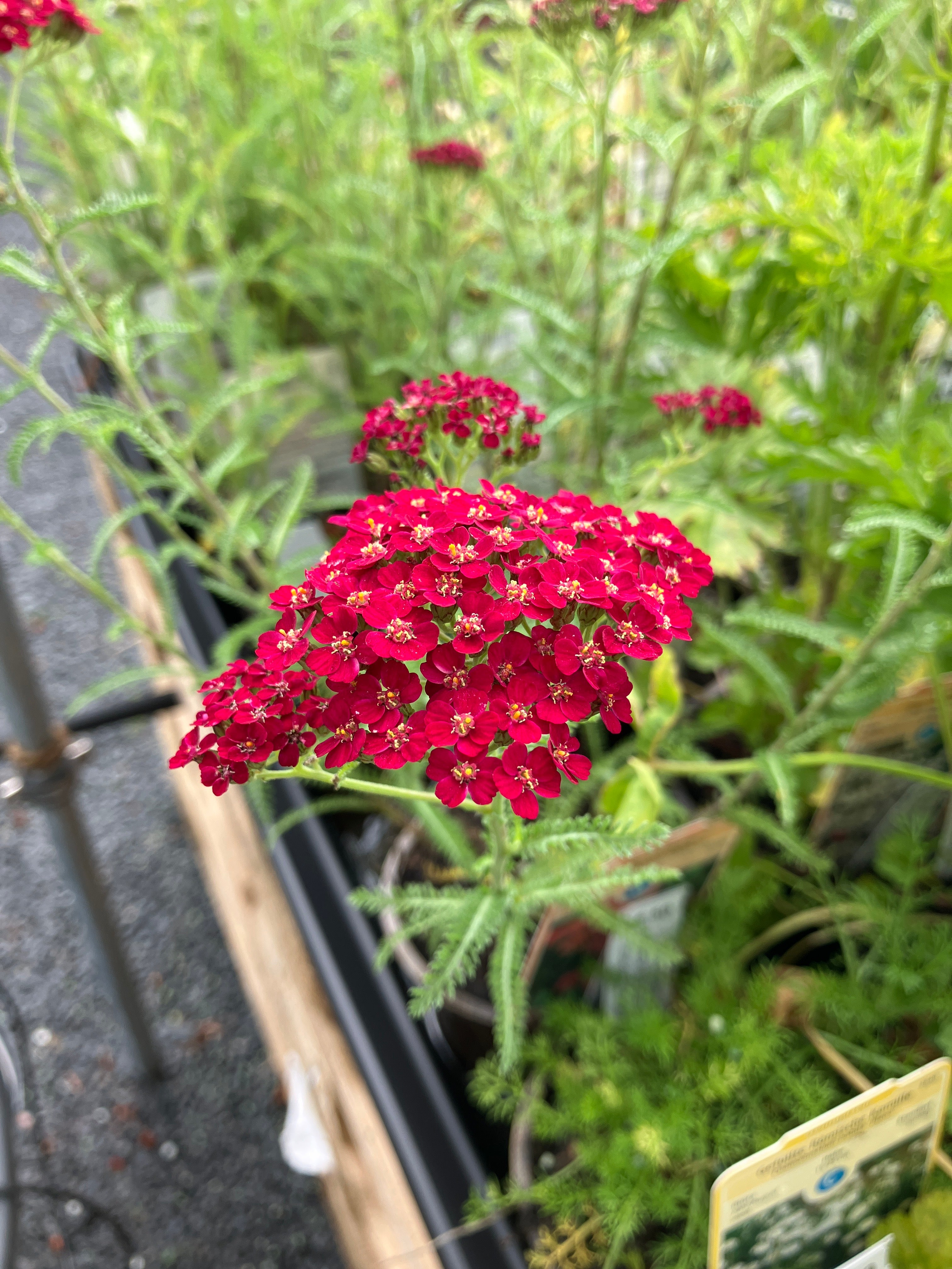 Garten-Schafgarbe 'Cerise Queen'