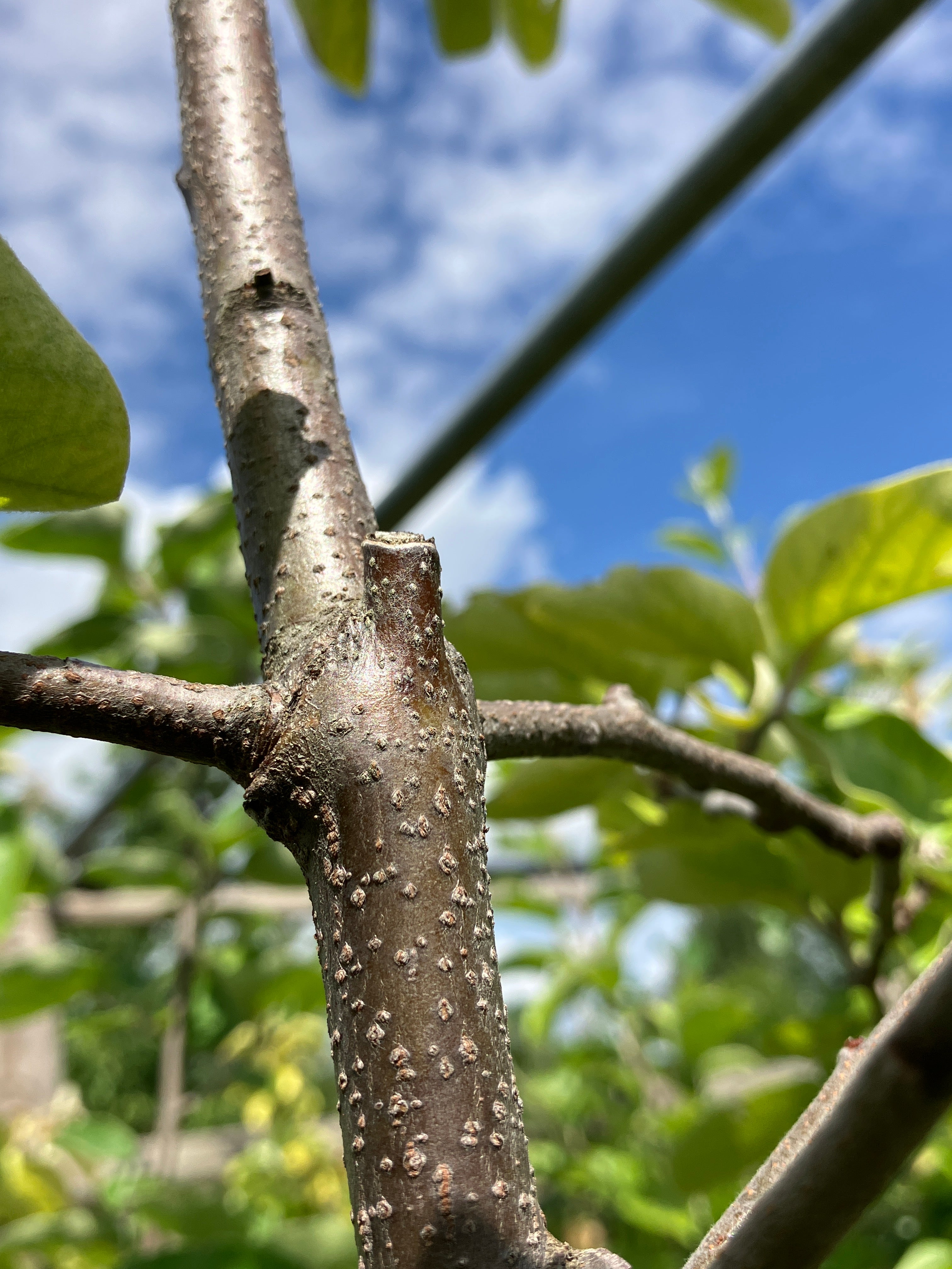 Birnenquitte 'Cydora Robusta'