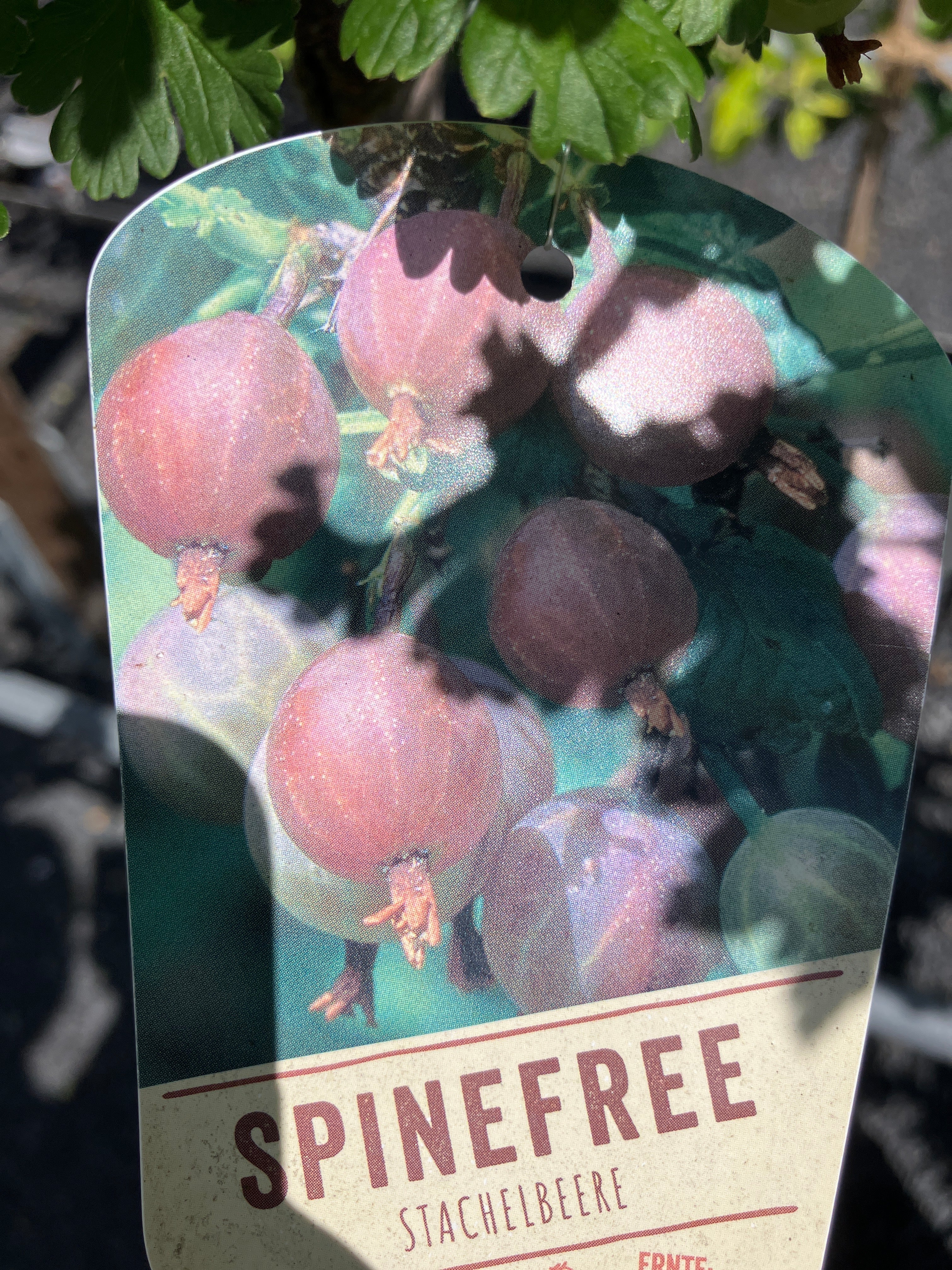 Rotfruchtige Stachelbeere 'Spinefree'