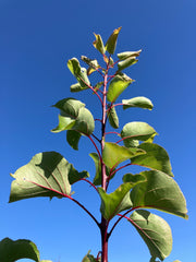 Aprikose 'Kuresia'