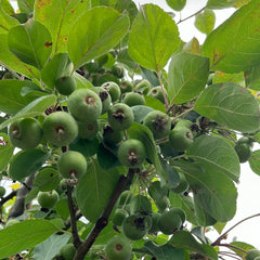 Zierapfel 'Evereste'