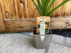 Taglilie gelb  ‘ Apricot Beauty‘ 70cm Hemerocallis