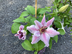 Clematis 'Capitaine Thuilleaux'
