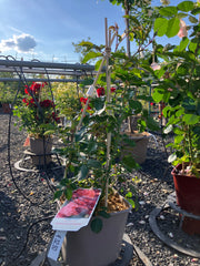 Kletterrose 'Rosarium Uetersen'