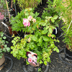 Beetrose 'SEE YOU® in rosé'