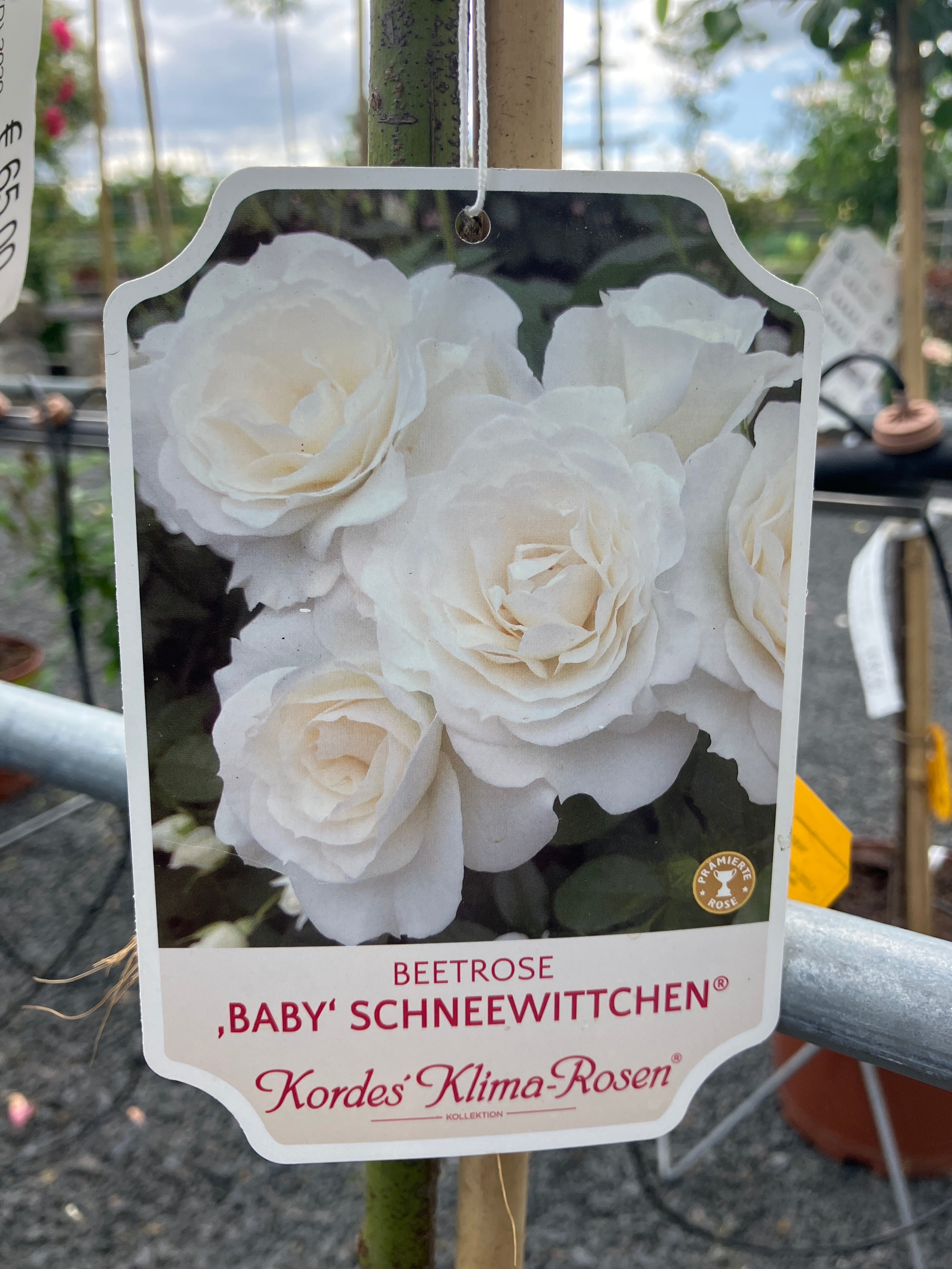 Beetrose 'Baby Schneewittchen®' Hochstamm