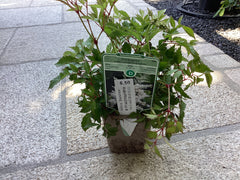 Prachtspiere `Brautschleier`  Astilbe