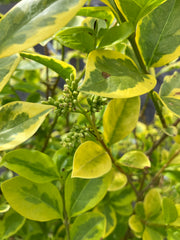 Goldliguster 'Aureum'